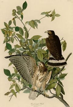John James Audubon : Broad winged hawk